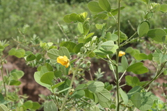 Cassia tora